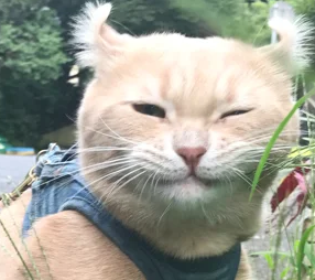にゃん